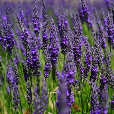 12 x Echte Lavendel Planten XL - Vaste Planten - Tuinplanten Winterhard - Lavandula angustifolia in C2 pot met hoogte 10-20cm