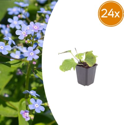 Tuinplantenshop.com | Brunnera macrophylla | 24 stuks - Ø9cm - 10-25cm hoog - Tuinplant