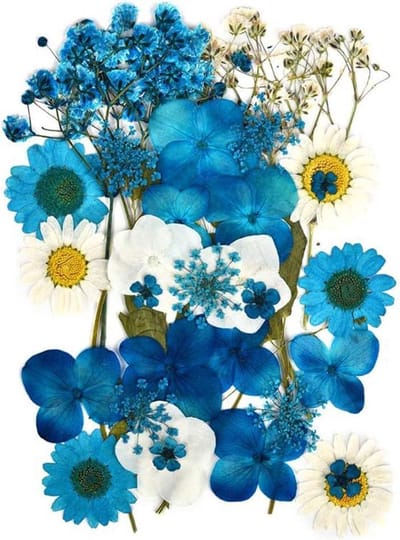 Allecto Plus - Gedroogde bloemen voor bloemendecoratie en telefoonhoesjes - Blauw - DIY kunst en scrapbooking - Natuurlijke echte droogbloemen voor epoxyharsvormen - Creatieve bloemschikking - Handgemaakt kaarten maken