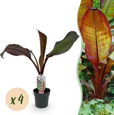 Plantenboetiek.nl | Bananen plant - Ensete ventricosum Maurelli - Winterhard - 4 planten - Ø12cm - 30cm hoog - Tuinplant