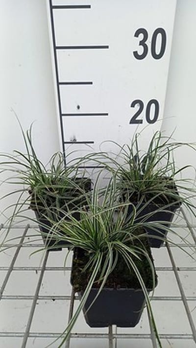 6x Zegge - Carex conica 'Snowline' | 9x9 cm pot
