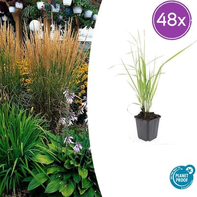 Tuinplantenshop.com | Calamagrostis acut. 'Karl Foerster' | 48 stuks - Ø9cm - 10-25cm hoog - Tuinplant