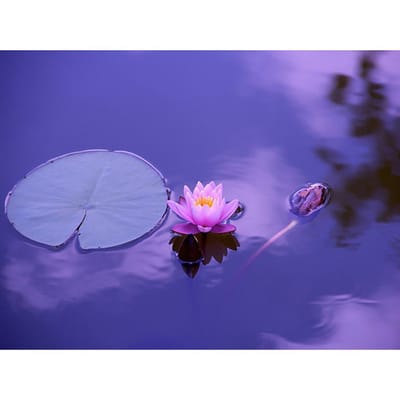 Diy 5D Diamond Home Decoratie Borduren Lotusbloem Schilderij Foto Kruissteek 20X30CM purple