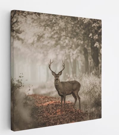 Saammp Canvas Schilderij - Hert in bos tijdens de lente - Natuur - Dieren - 20x20 - Foto op canvas - Wanddecoratie - Muurdecoratie Woonkamer - Slaapkamer decoratie - Canvas Print