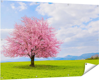Gards Tuinposter Roze Sakura Bloesem Boom in het Groene Veld - 150x100 cm - Tuindoek - Tuindecoratie - Wanddecoratie buiten - Tuinschilderij