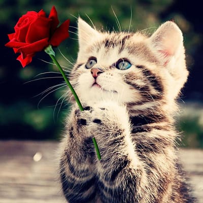 5D DIY Diamond Painting Rose en Cat Borduurkruissteek Strass Mozaïek Home Decor 50X50CM