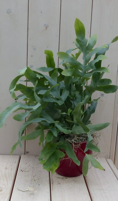 Blauwvaren Phlebodium in rode pot 30 cm