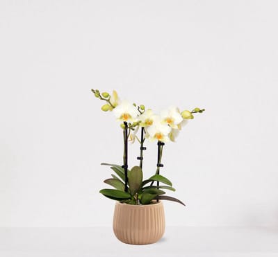 Phalaenopsis Multiflora wit in sierpot Livia Vanille – bloeiende witte Orchidee – kamerplant - 40-55cm - Ø15 – geleverd met plantenpot – vers uit de kwekerij