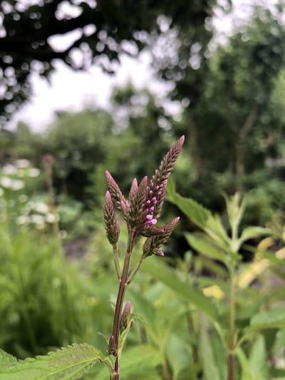 6 x Verbena hastata 'Rosea' - Ijzerhard - P9 Pot (9 x 9cm) - Dima Vaste Planten