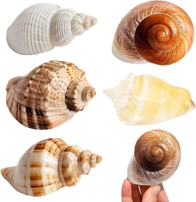 Set van 6 Natuurlijke Schelpen Decoratie voor Aquariums, Creatieve Knutselprojecten en Strand Schilderijen, Perfect voor Kaarsen Maken en Decoratie