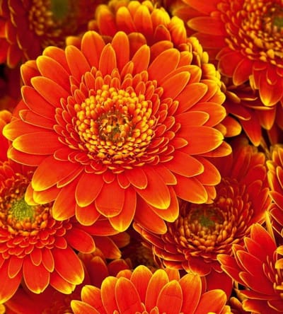 Fotobehang - Gerbera 225x250cm - Vliesbehang