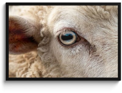 Poster in lijst - Fotolijst 90x60 cm - Posters - Schaap - Oog - Wit - Posterlijst zwart - Decoratie - Wanddecoratie woonkamer - Muurdecoratie slaapkamer