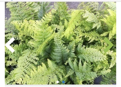 6 x Polystichum setiferum 'Proliferum' - ZACHTE NAALDVAREN 'PROLIFERUM', BROEDVAREN , AUSTRALISCHE BROEDVAREN, - pot 9 x 9 cm