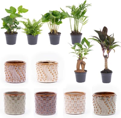 Set van 6 Mini planten Inclusief pot set Madrid Ø7cm - 15cm Hoog