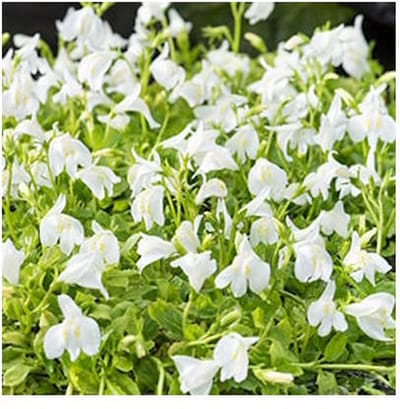 Moerings Mazus Reptans Wit | Mazus | In 18CM Mand Kant en Klaar