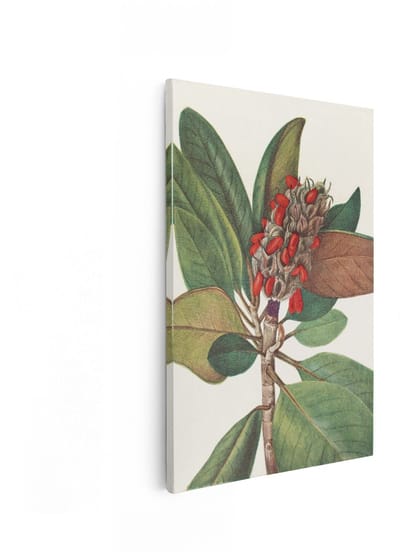 Artaza Canvas Schilderij Botanische Tekening - 20x30 cm - Wanddecoratie Magnolia - Muurdecoratie Vintage Natuur - Schilderijen Op Canvas