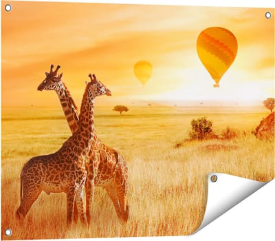 Gards Tuinposter Twee Giraffen met Twee Oranje Luchtballonnen - 80x60 cm - Tuindoek - Tuindecoratie - Wanddecoratie buiten - Tuinschilderij