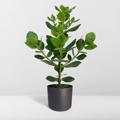 Varkensboom binnen | Clusia rosea Princess | Autograafboom - 60cm - Ø17cm