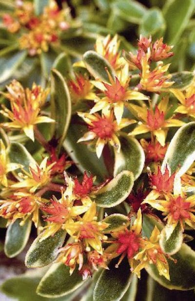 6 x  Sedum kamtschaticum 'Variegatum' - KAMTSJATKA MUURPEPER, VETKRUID - pot 9 x 9 cm