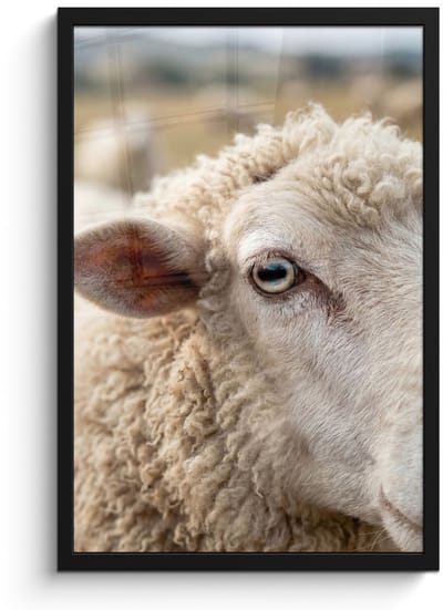 Poster in lijst - Fotolijst 40x60 cm - Posters - Schaap - Oog - Wit - Posterlijst zwart - Decoratie - Wanddecoratie woonkamer - Muurdecoratie slaapkamer