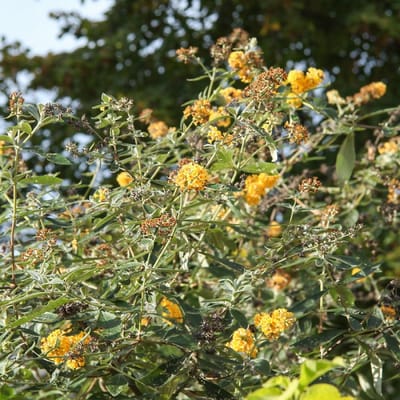 12 x Vlinderstruik Sungold Geel|Goud - Bloeiende Borderplant Winterhard - Buddleja weyeriana 'Sungold' in C3(liter) pot met hoogte 10-40cm