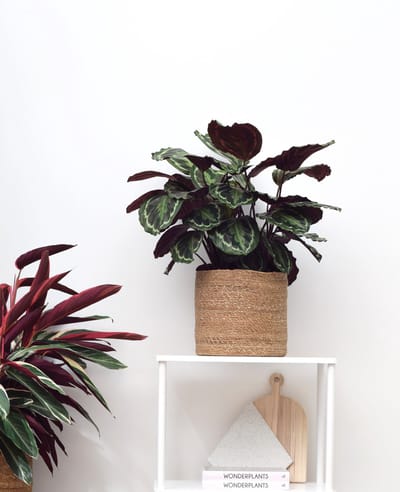 Calathea Medaillon