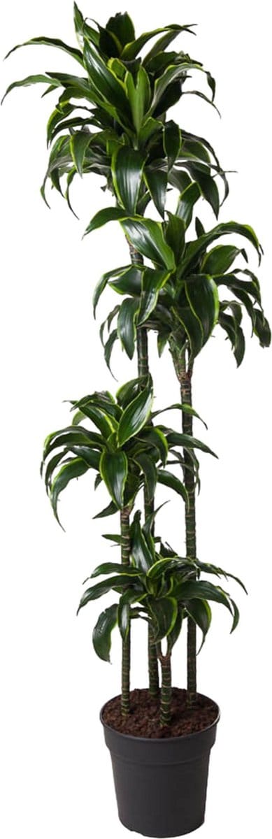 Gouden Drakenplant binnen (Dracaena Dorado) - 170 cm - ø27 cm - Halfschaduw staanplaats