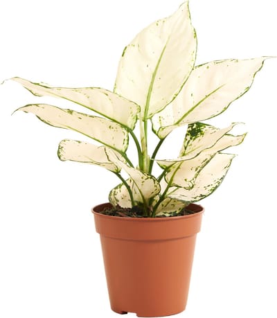 Bloomique - Aglaonema White Joy - Kamerplanten - Luchtzuiverend - Hoogte 20-30 cm - Pot 12 cm