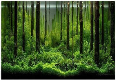 Decoratieve Poster voor Aquarium Achtergrond, Natuurlijke Bosomgeving voor Vis Tank, 61 x 41 cm, Ideaal voor Aquascaping en Visverzorging