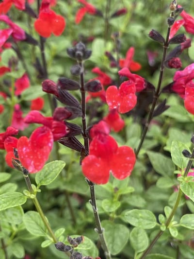 6x Salie - Salvia 'Royal Bumble'