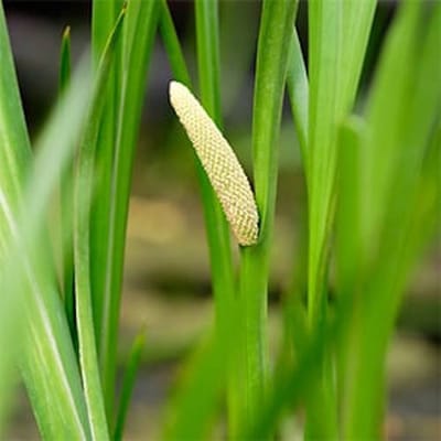 Moerings Acorus Calamus | Kalmoes | In 18CM Mand Kant en Klaar