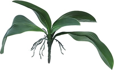 Kunst Orchid leaves & roots lvs green - 35 cm Kunstplant Erutan Avon