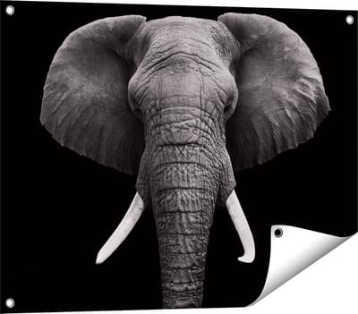 Gards Tuinposter Olifantenkop - Olifant - Zwart Wit - 80x60 cm - Tuindoek - Tuindecoratie - Wanddecoratie buiten - Tuinschilderij