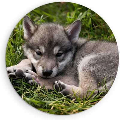 Saammp Muurcirkel Hout - Baby Wolf - Dieren - Natuur - Ø 90 - Wandcirkel - Wanddecoratie Cirkel - muurdecoratie Woonkamer - Slaapkamer decoratie - Rond Schilderij