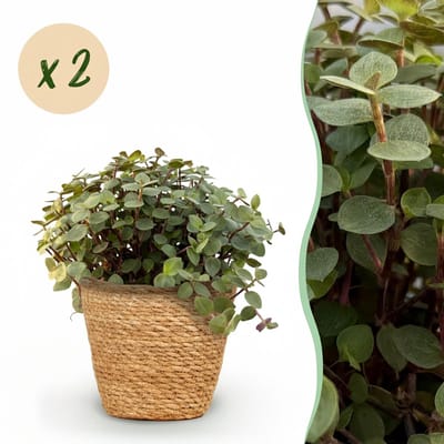 Plantenboetiek.nl | Calissia repens - Kattengras - Huisdiervriendelijk - Groen - 2 Planten - met Mand - Ø12cm - 17-20cm hoog - Kamerplant - Arrangement - Plant met pot