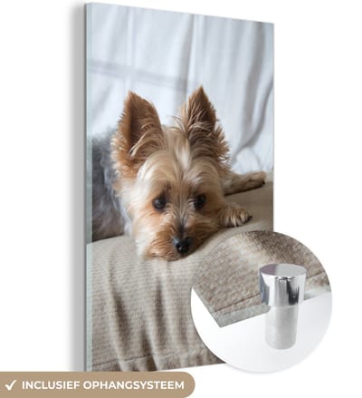 ® Glasschilderij 120x180 cm - Schilderij acrylglas - Yorkshire Terrier ligt op de bank te slapen - Foto op glas - Muurdecoratie woonkamer - Wanddecoratie slaapkamer - Schilderijen