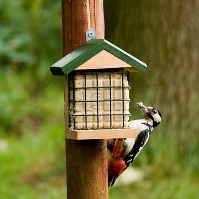 CJ Wildlife Vetblokhouder voor Vogels - Wolga - Mezenbolhouder voor 1 Vetblok - Voederhuisje Wandmodel - Bruin