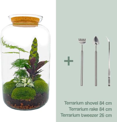 Zelfbouw planten terrarium - Botanische XL pot - 43 x 23 cm - Met planten en toebehoren inc hark en schep