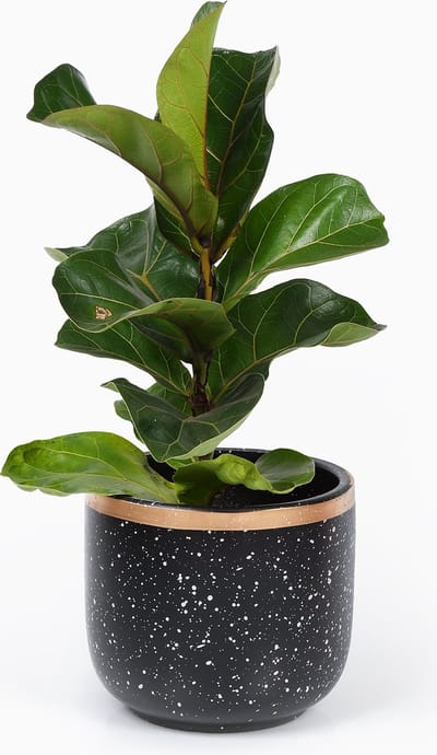 Bloempotten Binnen – Medium Set van 2 - Keramiek - Gouden Rand - Bloempot buiten - Afvoergat - ⌀19 cm – Grijs / Zwart