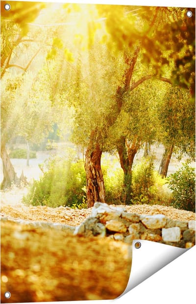 Gards Tuinposter Olijfbomen - Olijfboomgaard - 60x80 cm - Tuindoek - Tuindecoratie - Wanddecoratie buiten - Tuinschilderij
