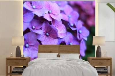 Behang - Fotobehang Bloemen - Paars - Hortensia - Natuur - Bloemblaadjes - Breedte 300 cm x hoogte 300 cm