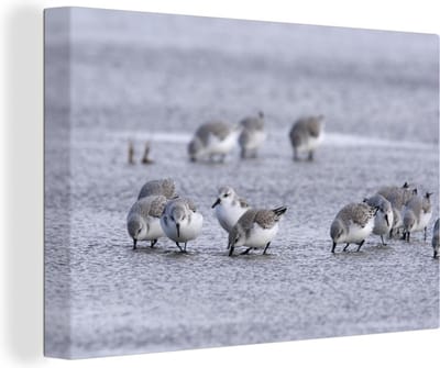 Canvas schilderij 150x100 cm - Wanddecoratie Drieteenstrandlopers in ondiep water - Muurdecoratie woonkamer - Slaapkamer decoratie - Kamer accessoires - Schilderijen