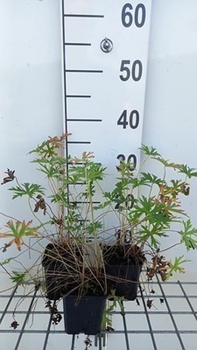 6x Ooievaarsbek - Geranium clarkei 'Kashmir White' | 9x9 cm pot