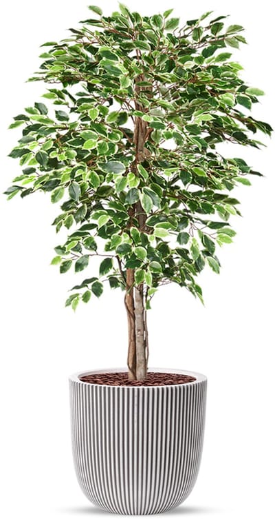 Kunstplant Ficus bont in planter ball Groove ivoor H170 cm