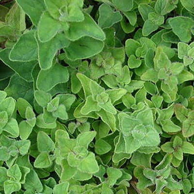 Kruiden zaden - Griekse Oregano