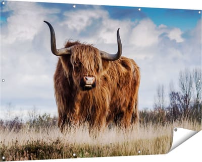 Gards Tuinposter Schotse Hooglander Koe - Kleur - 150x100 cm - Tuindoek - Tuindecoratie - Wanddecoratie buiten - Tuinschilderij