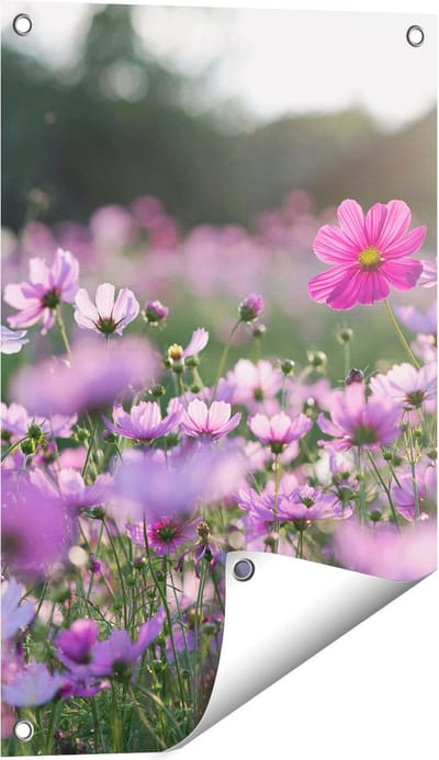 Gards Tuinposter Bloemenveld met Paarse Kosmos - 40x60 cm - Tuindoek - Tuindecoratie - Wanddecoratie buiten - Tuinschilderij