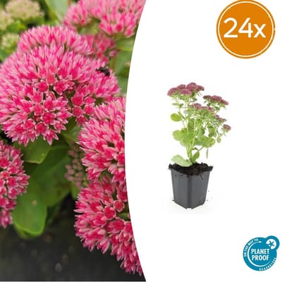 Trendyplants - Sedum 'Herbstfreude' - 24 stuks - Vetkruid - Winterhard - Hoogte 10-30 cm - Potmaat Ø9cm