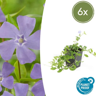 Trendyplants - Vinca minor 'La Grave' - 6 stuks - Maagdenpalm - Winterhard - Hoogte 10-30 cm - Potmaat Ø9cm