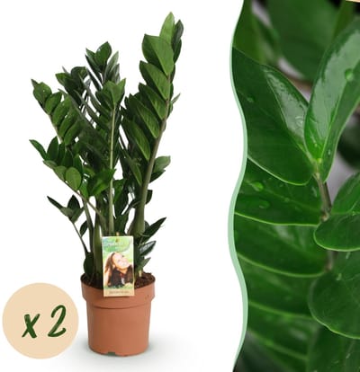 Green BoutiQ - Kamerplanten - Zamioculcas - ZZ-plant - Weinig onderhoud - Groen - 2 Planten - Pot 17cm - Hoogte 65-75cm